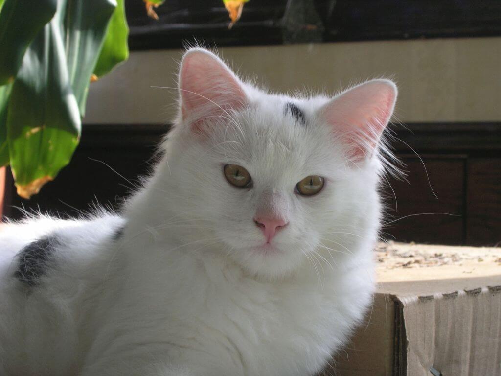 Cat sitting with sunlight behind it