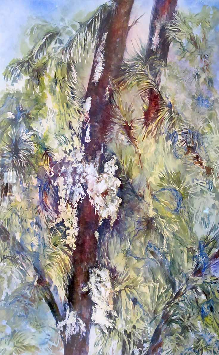 old-spruce