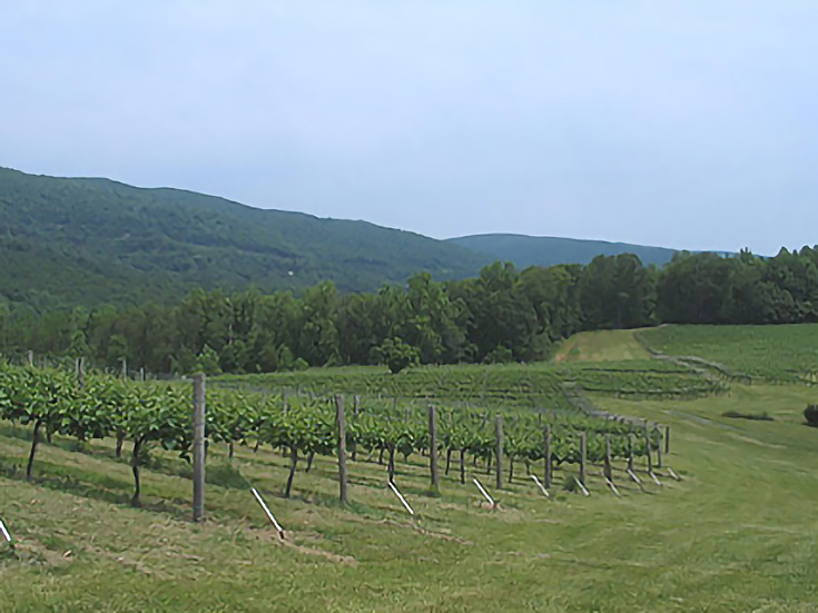 Plein Air Painting - Vineyard Location