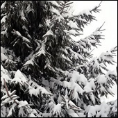 Snow tree