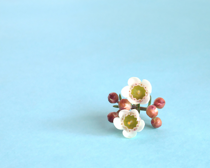 wax flower